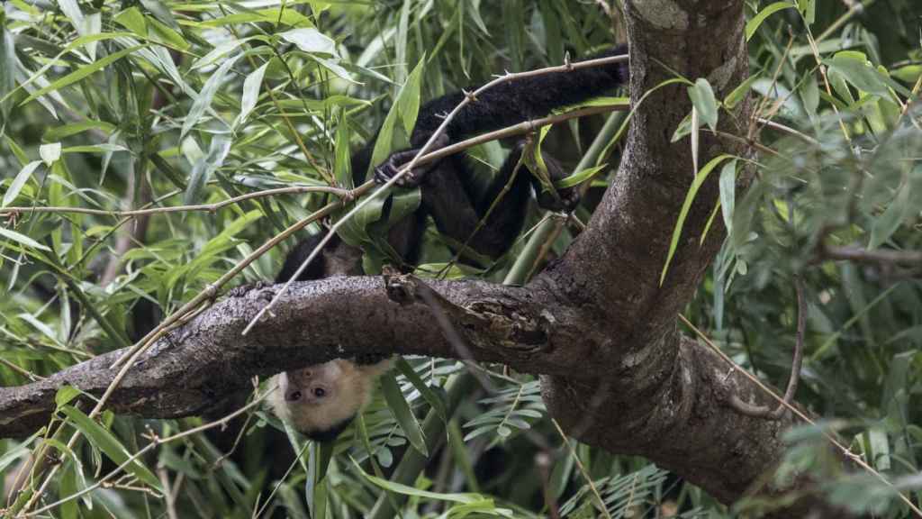 La flora y la fauna, entre la que se encuentra el mono Capuchino, abunda en el curso del río Tempiche