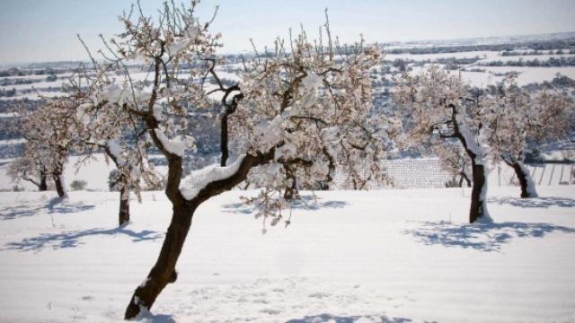 Almendros en la localidad de Tárrega.