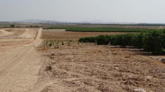 Ampliaciones de regadíos ilegales en Campo de Cartagena.