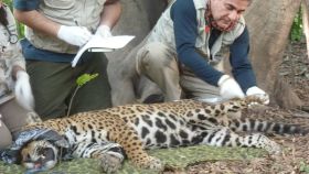 Gerardo Ceballos trabaja sobre un espécimen de jaguar capturado.