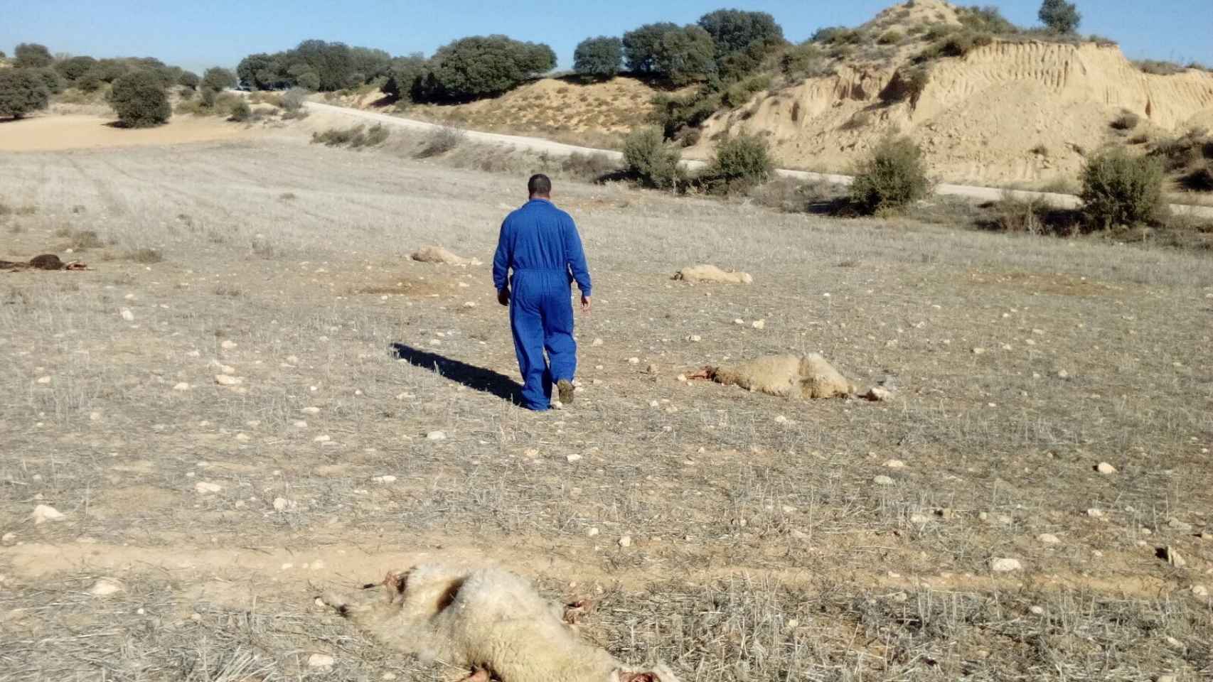 Maatouf pasea entre los cadáveres de sus ovejas.