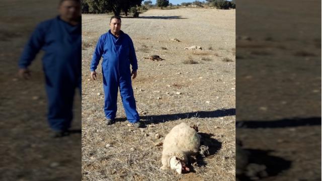 Abdelaziz Maatouf también tuvo que ver cómo atropellaban su rebaño.