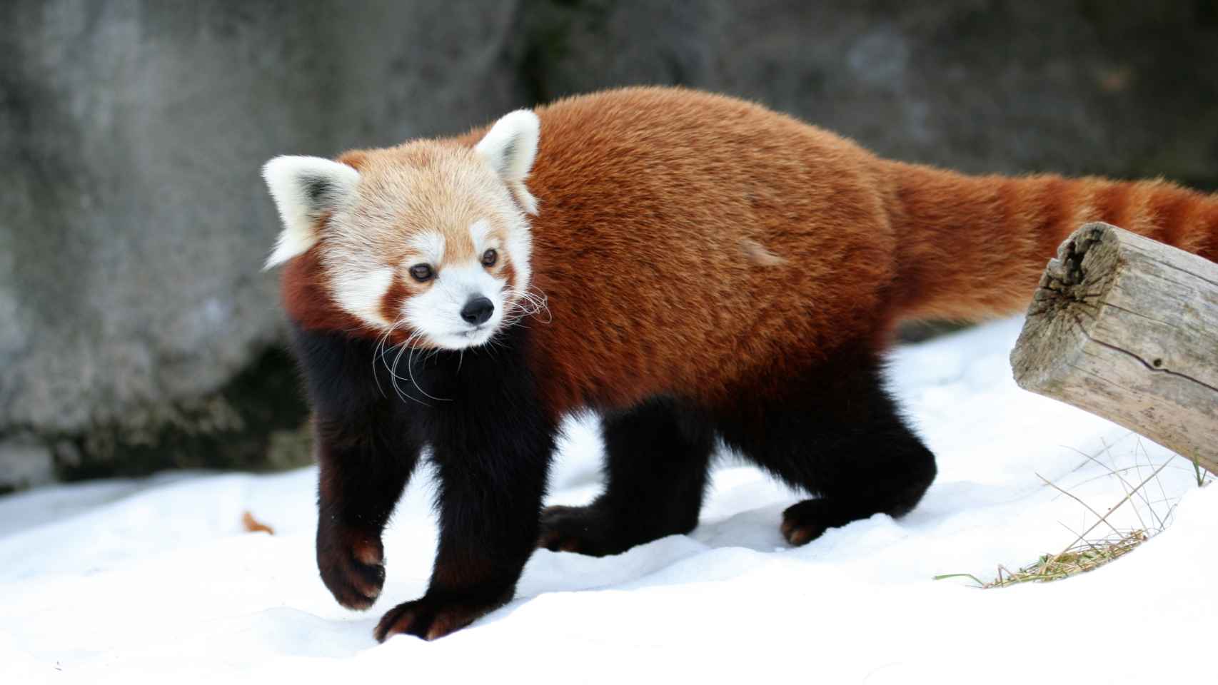 El panda rojo o panda menor (Ailurus fulgens).