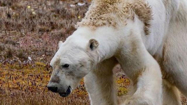 Oso polar desnutrido.