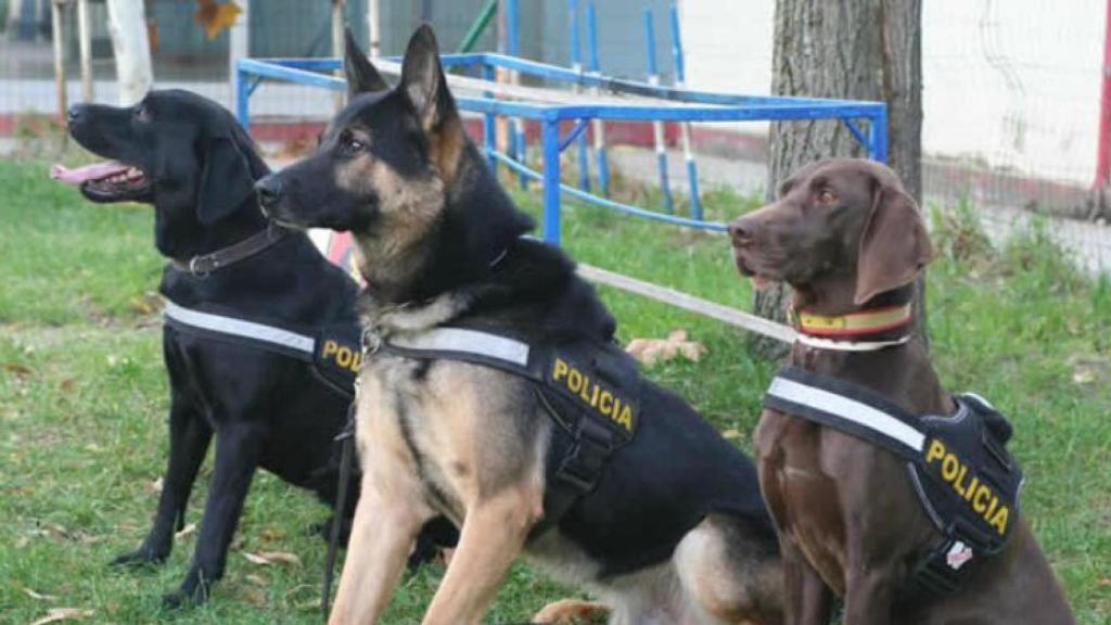 perros detectores drogas