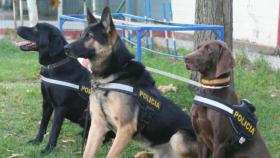 perros detectores drogas