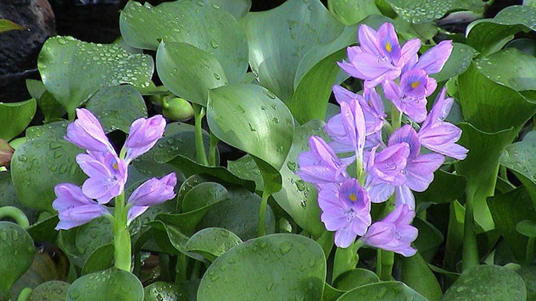 El camalote, que tiene una flor violeta, es una de las 100 especies invasoras más dañinas de todo el mundo.