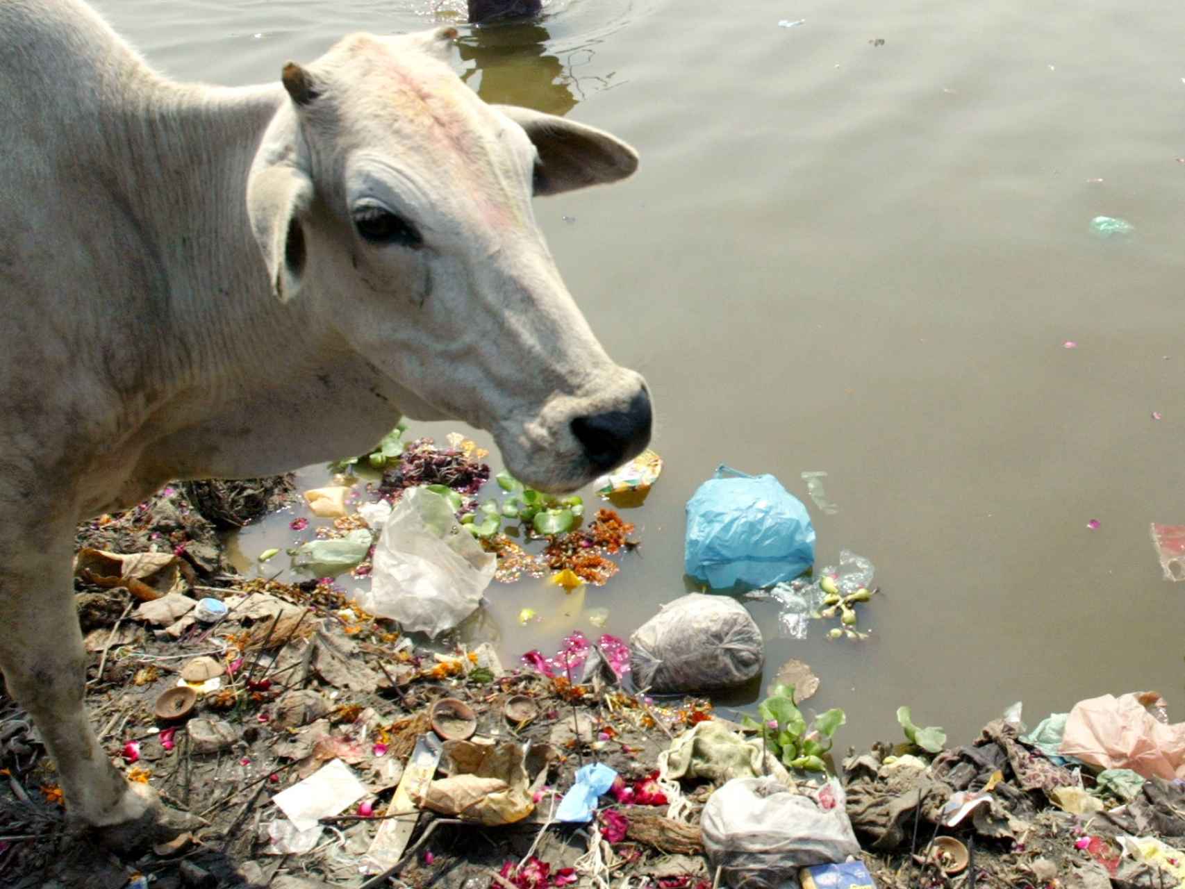 Una vaca sagrada entre la basura de la orilla del Ganges.