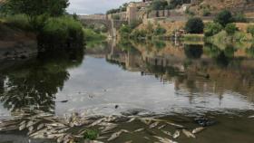 Peces muertos en el río Tajo a su paso por Toledo en una imagen de archivo