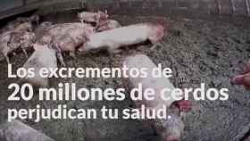 Los excrementos porcinos vertebran la campaña de los animalistas