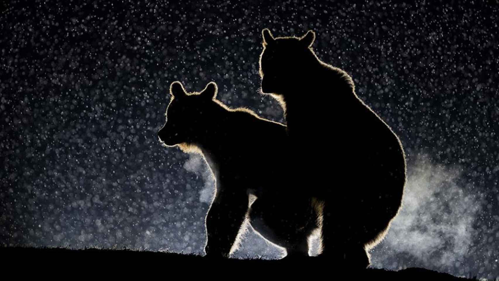 Dos osos manteniendo un encuentro sexual furtivo en plena noche estrellada. Amor del bueno.