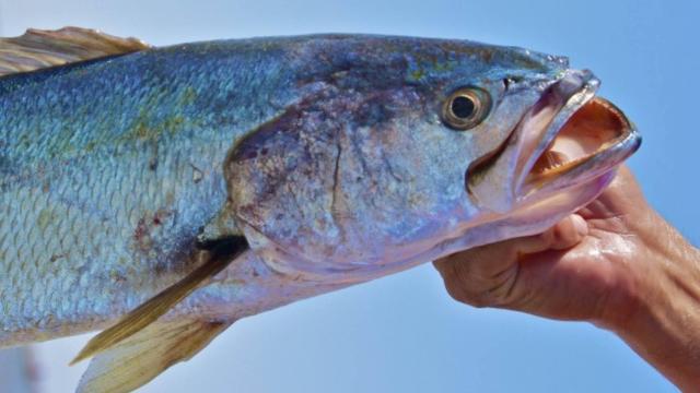 Corvina del Golfo de California.