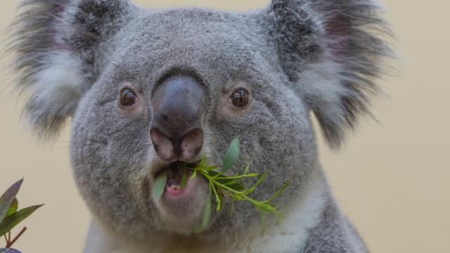 Esta pelea de koalas es más intensa que el combate de Mayweather y McGregor