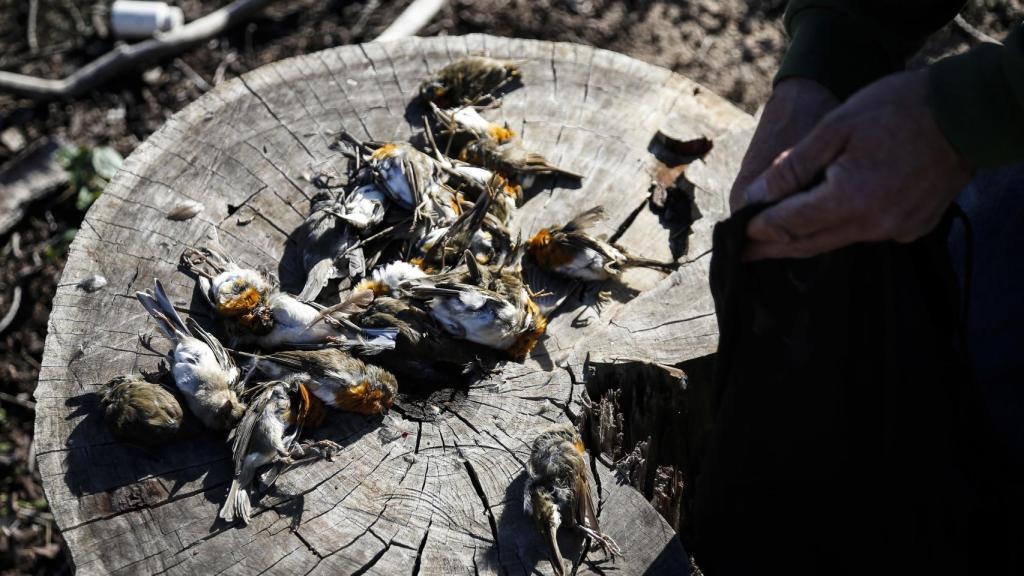 25 pajaritos y 7 zorzales, la caza de Pedro en el día que es acompañado por EL ESPAÑOL.