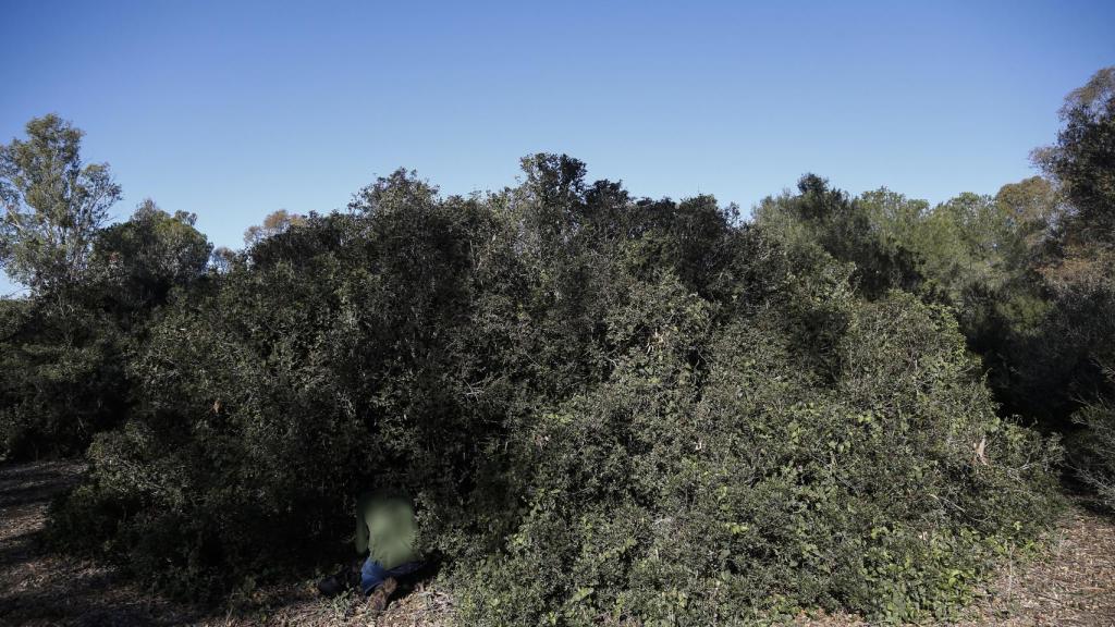 Pedro colocando una de las trampas para coger zorzales. Por esta actividad ilegal se enfrentaría a 60.000 euros de multa y dos años de cárcel.