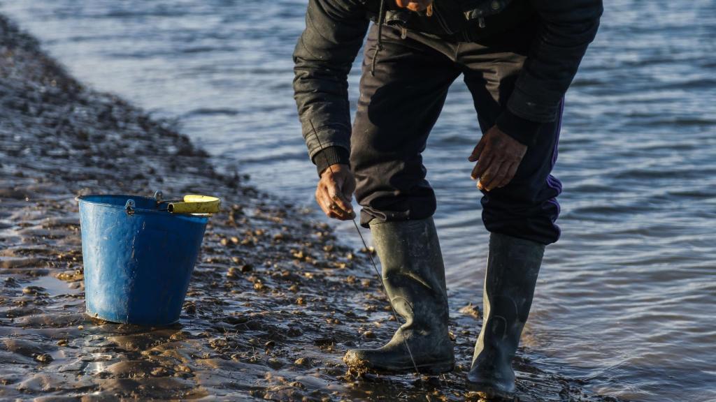 Manuel, 46 años, casado y con dos hijos, recogiendo 'muergos' en la bahía de Cádiz.