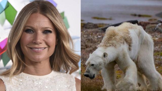 Ni las causas de la muerte del oso están claras, ni los consejos de Paltrow son recomendables.