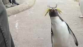 Este pingüino hiperactivo representa a los niños en Navidad y a los adultos en Ibiza