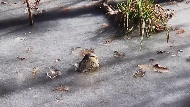 Uno de los caimanes atrapados en Swamp Park, en Estados Unidos.
