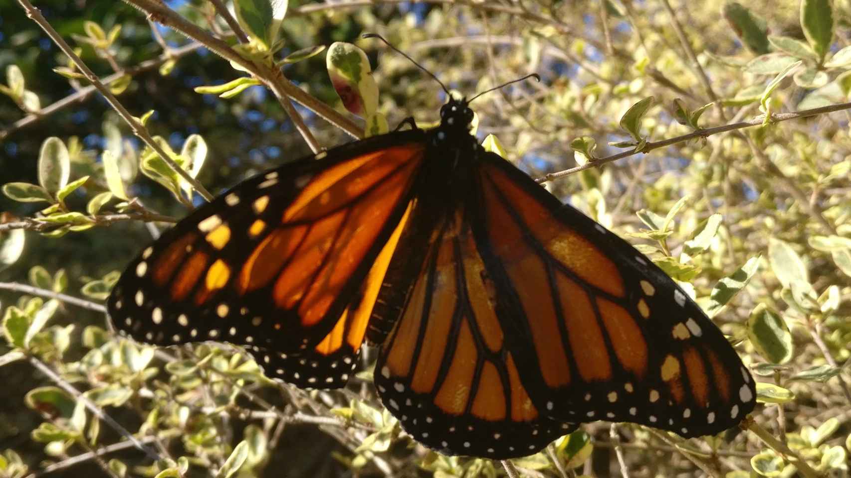 La mariposa volvió a volar después de un día de recuperación