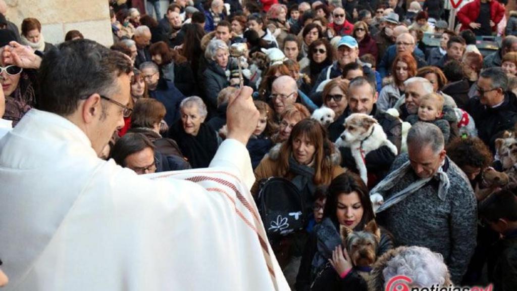 Zamora san anton bendicion animales 10 1