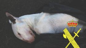 bull terrier investigado muerte