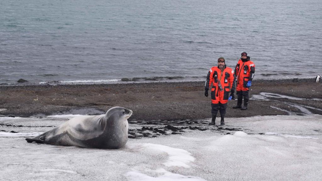 Trabajar en la Antártida implica convivir y respetar a la fauna del lugar.