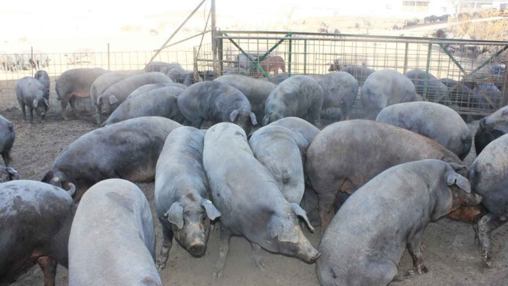 granja porcino cerdos animales 1