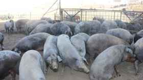 granja porcino cerdos animales 1