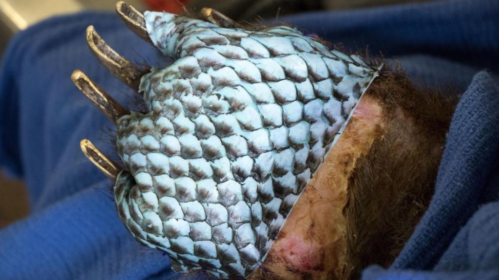 La zarpa de un oso grizzly afectado por los incendios en California, cubierta con la piel de un pescado, la tilapia, para ayudar a la regeneración del tejido quemado. Tuvieron que cubrirla con vendajes para que el paciente no se la comiera.  CALIFORNIA DEPARTMENT OF FISH AND WILDLIFE.