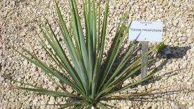 Un ejemplar de la planta de yuca.