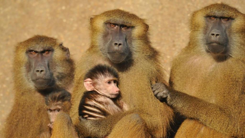 Los babuinos del zoo de París