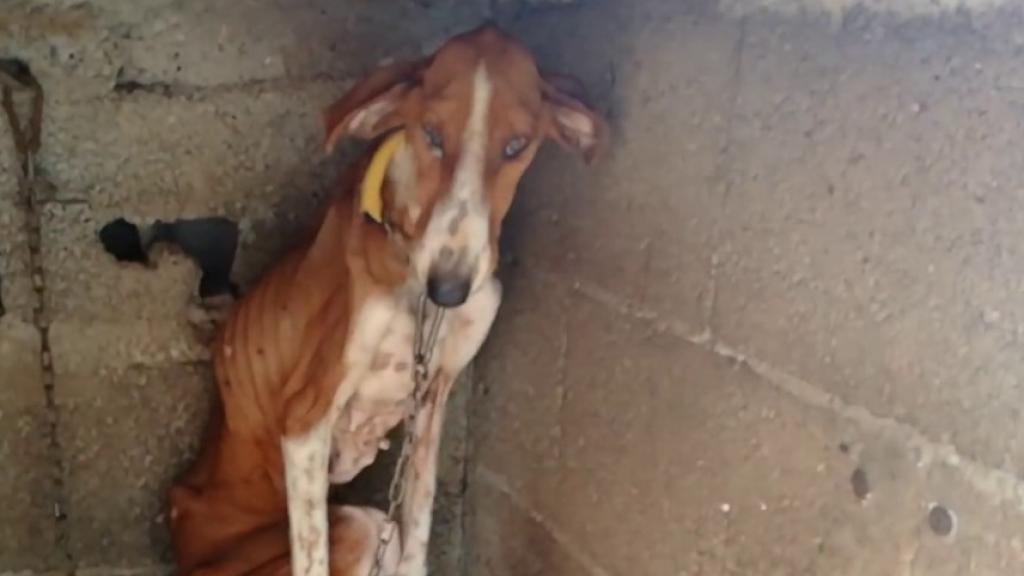 Un galgo maltratado en Santa Brígida, Canarias.