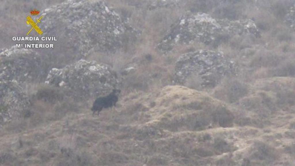 El perro de grandes dimensiones captado por las cámaras del Seprona.