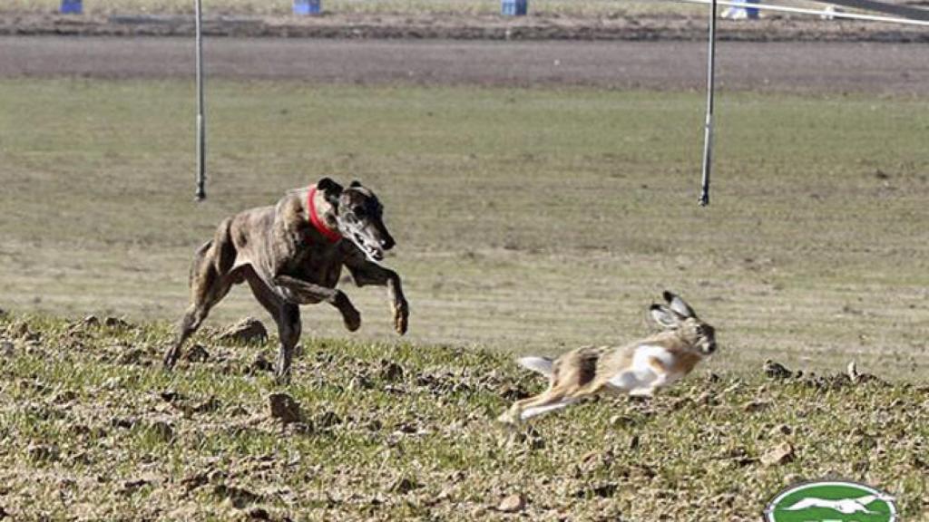 Valladolid-tarrita-de-tarrito-galgos