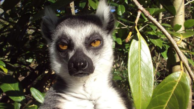 sarcasmo-lemur