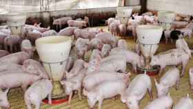 La Churrería alberga 20 granjas de cerdos en 580 kilómetros cuadrados