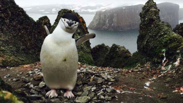 Fotografía de uno de los pingüinos de la campaña promovida por el Ejército de Tierra.
