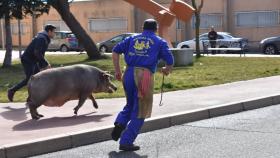 matanza guijuelo cerdo