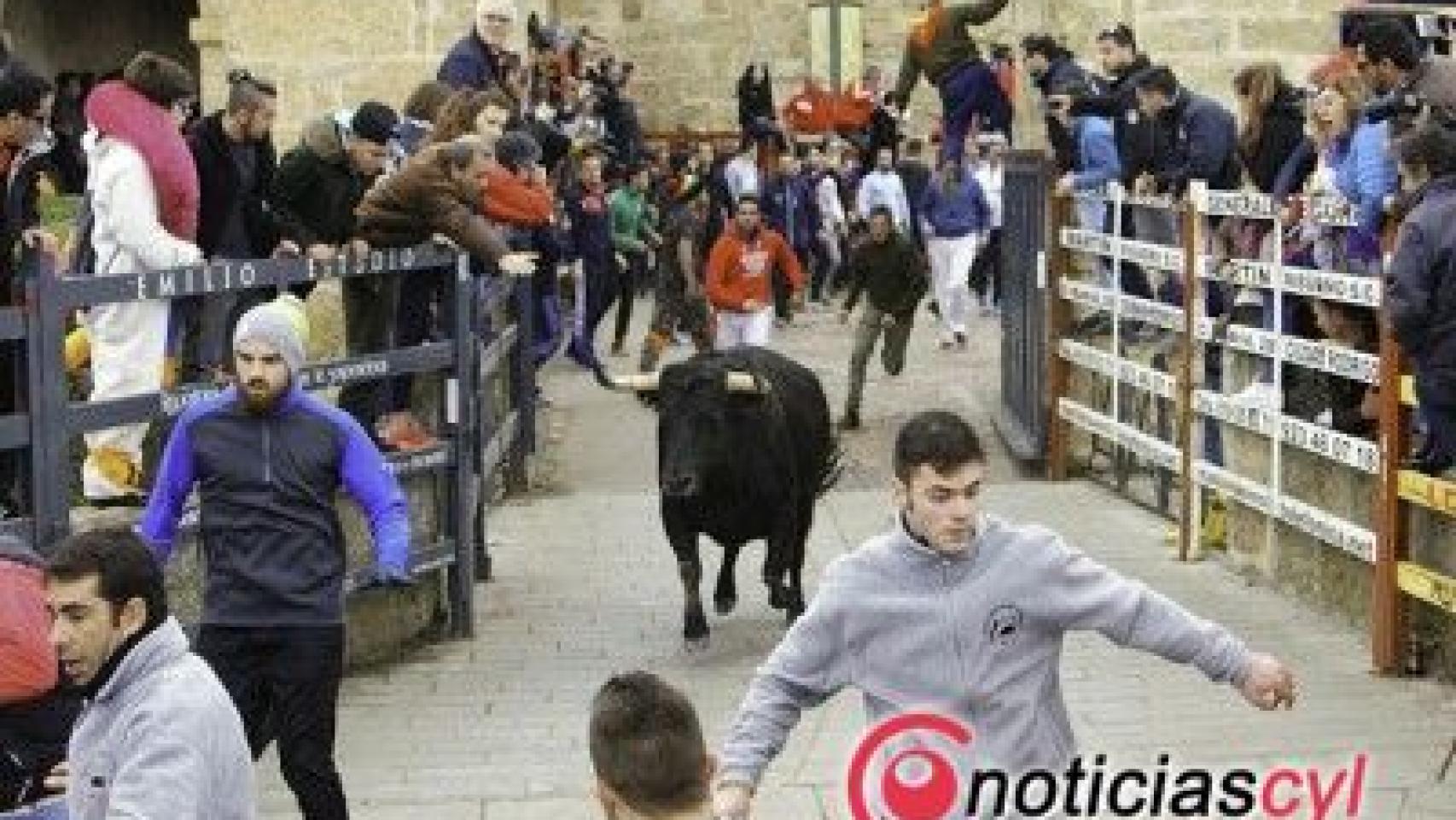 Encierro del Carnaval del Toro de Ciudad Rodrigo./ Archivo/Fiz
