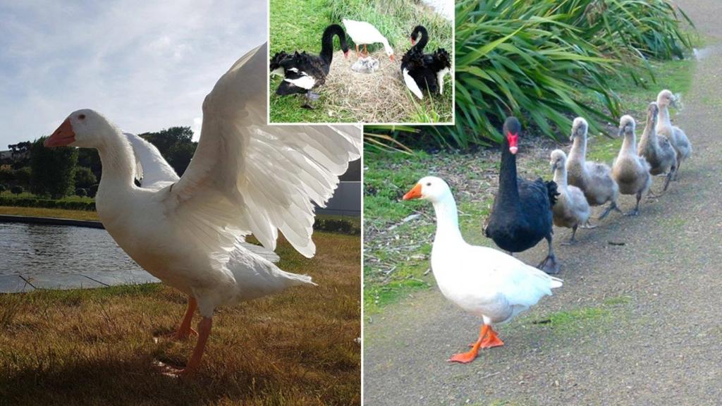 Thomas junto al cisne Henry, Henrietta y los polluelos que la pareja tuvo.