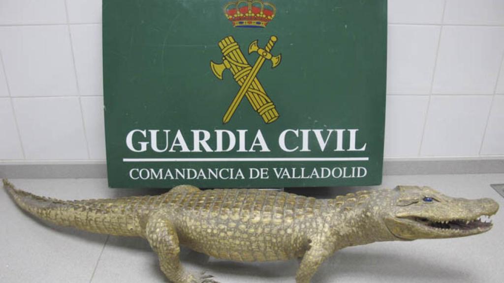 Valladolid-caiman-naturalizado-guardia-civil