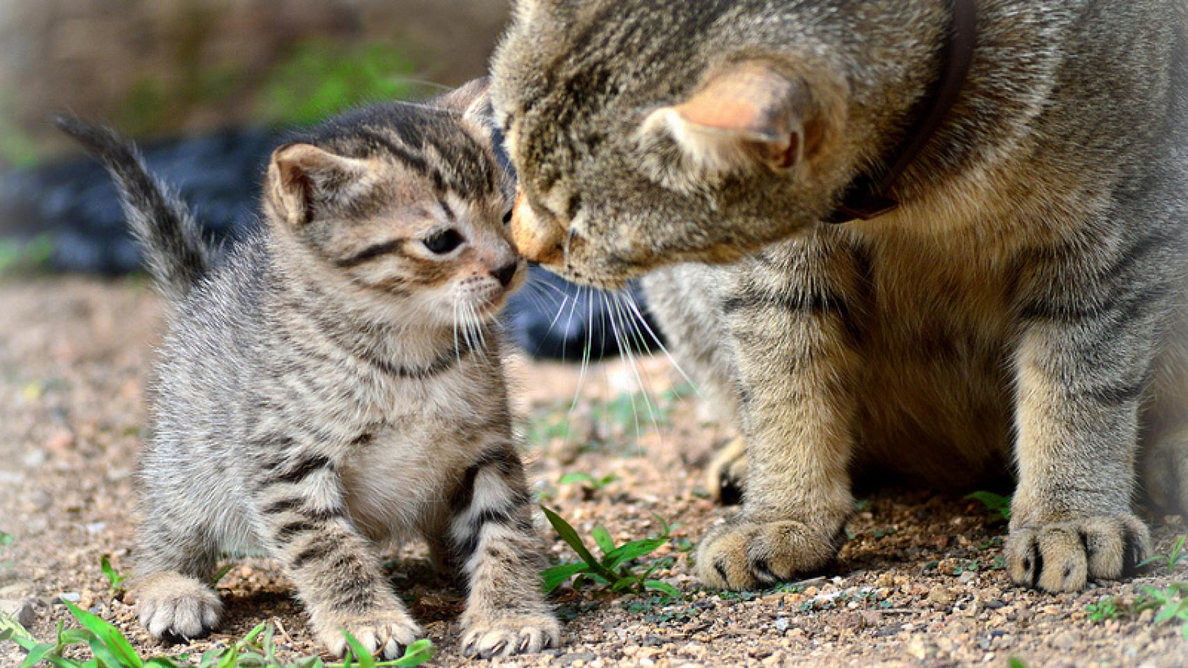 Las gatas identifican los quejidos de las crías como más o menos urgentes.