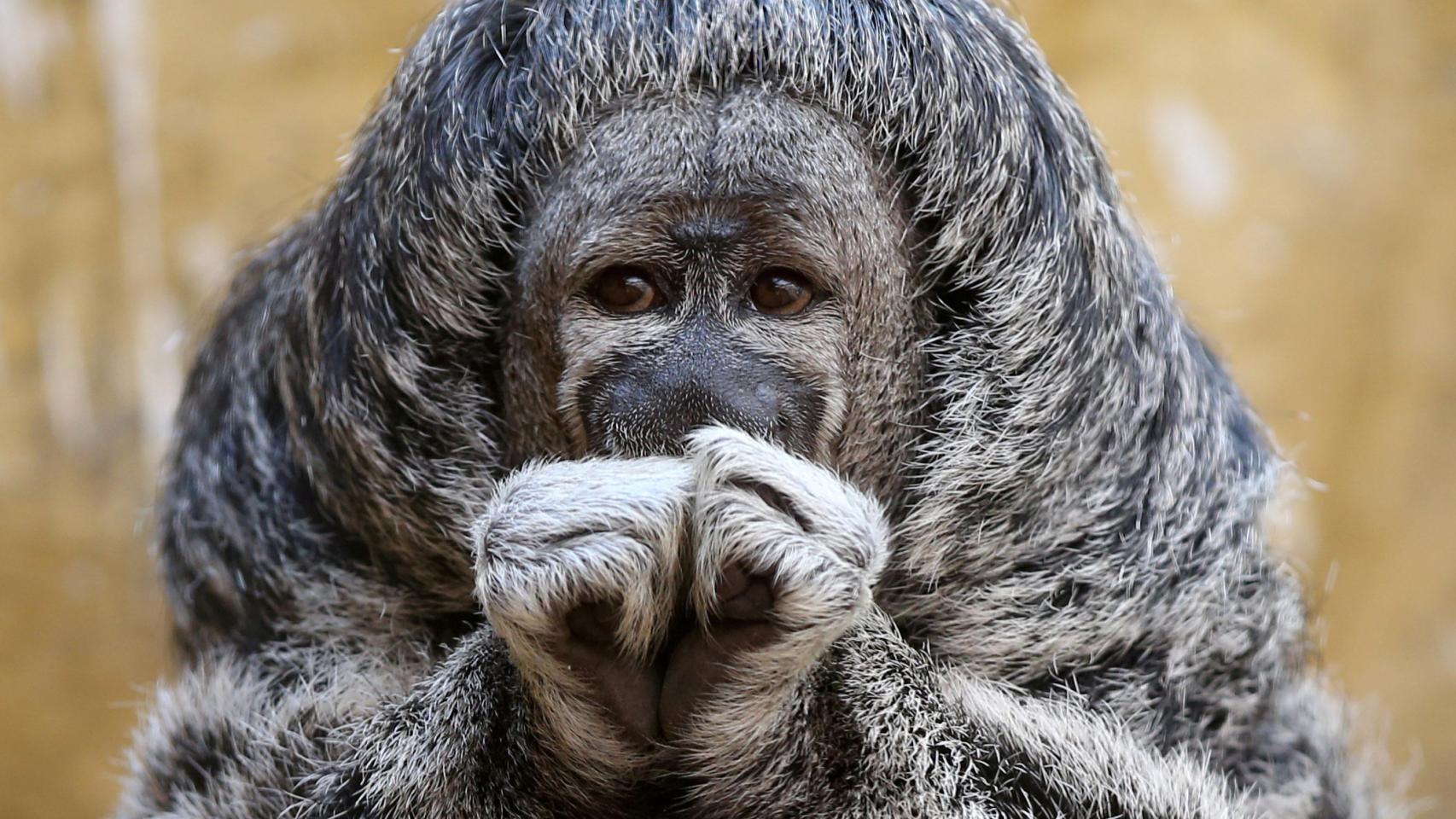 Una criatura tímida. Un saki cabelludo (Pithecia monachus) en el zoo del Parque de Las Leyendas en Lima, Perú. REUTERS/Guadalupe Pardo.