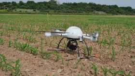 Un dron en un campo de maíz.