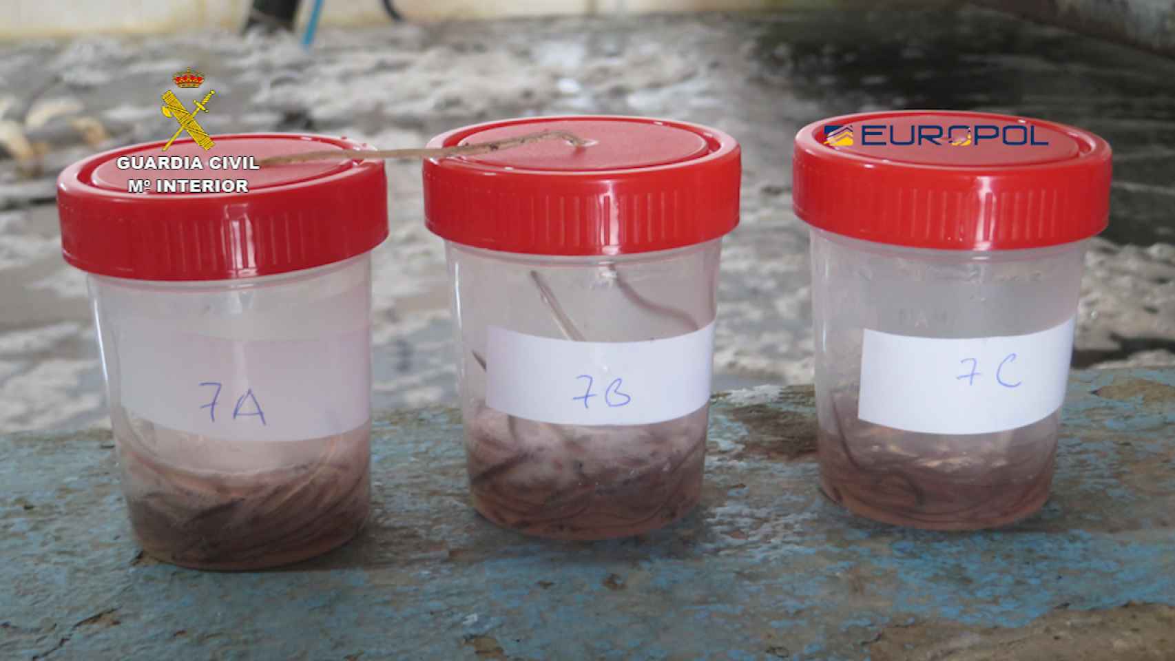 Imagen de archivo de unas muestras de angulas interceptadas por la Guardia Civil.