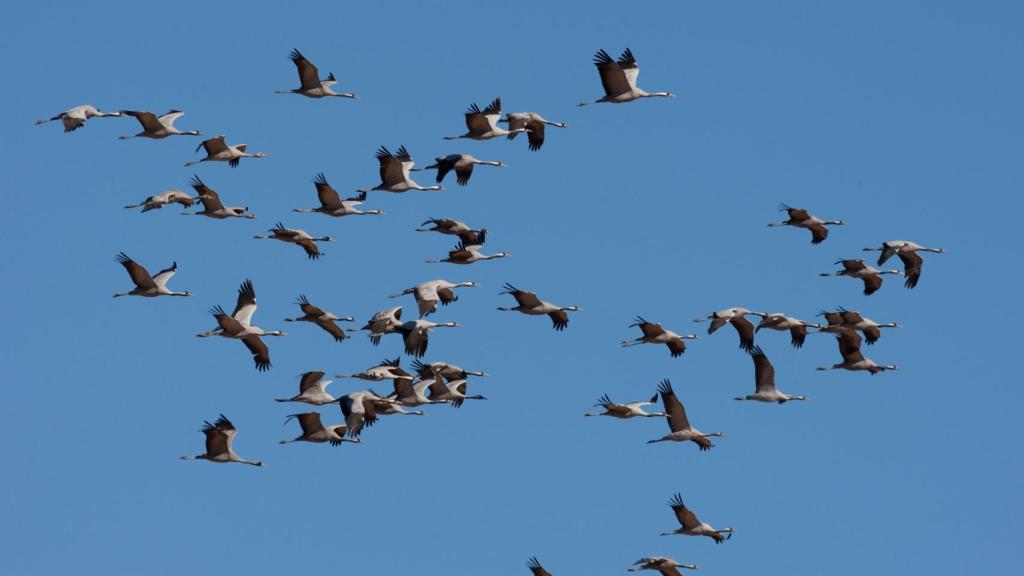 Las grullas (Grus grus) migran ahora al centro y al norte de Europa.