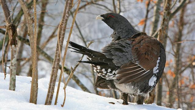 Ejemplar de urogallo cantábrico (Tetrao urogallus cantabricus) en la nieve