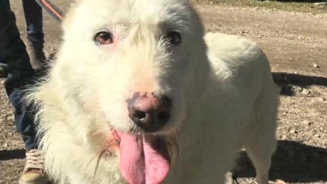 Uno de los perros que habitaba en la 'Finca de los horrores', tras recuperarse.