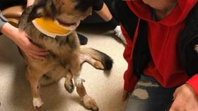 Este crowdfunding quiere ayudar a recuperarse a un perro herido al salvar a su amo